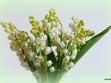 Cuisiner le muguet