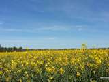 Tu veux du jaune pour ton lundi-soleil ( de Pâques)