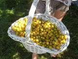 Confiture de mirabelle à la vanille