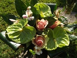 Fleurs et des gâteaux parfumés au sirop de rose pour la fête des mères