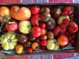 Fin des tomates