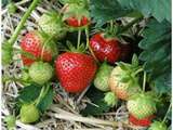 Écrasée de fraises en gelée