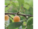 Clafoutis aux mirabelles