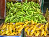 Banane plantain: description, origine, vitamines,