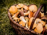 Cueillette des cèpes : conseils d’initiés