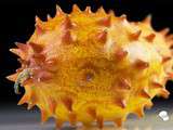 Kiwano