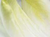 L’Endive