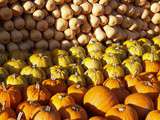 Concours du légume le plus moche : les légumes oubliés