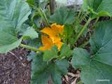 Fleurs de courgettes farcies