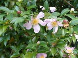 Fleurs de mon jardin