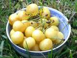  caramiel  de cerises jaunes