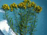 Pesto de fleurs de moutarde