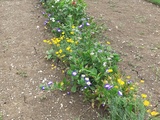 Au milieu du potager