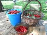 Confiture de cerise et rhubarbe