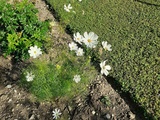 Cosmos blancs