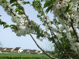 Fleurs de nos fruitiers