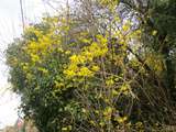 Forsythia