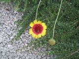 Gaillardes