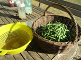 Haricots verts