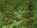 Légumes en fleurs