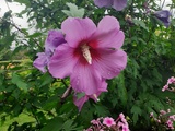 Les hibiscus