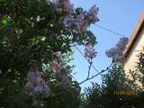 Lilas