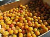 Mirabelles