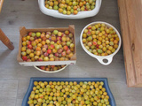 Mirabelles