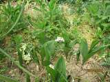 Muguet