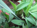 Muguet