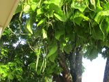 Notre catalpa