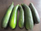 Premières courgettes