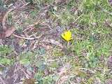 Premières fleurs dans le   nouveau jardin de Cruik 