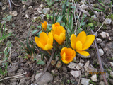 Premières fleurs de l'année