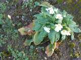 Premières fleurs de l'année