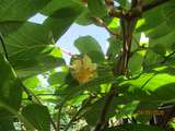 Premières fleurs sur les pieds de kiwi