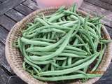 Premiers haricots verts