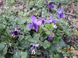 Promenade au jardin