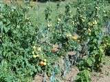 Tomates séchées