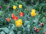 Tulipes