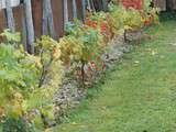 Vigne aux couleurs automnales