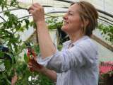 47 erreurs à ne pas faire dans la  culture de tomates