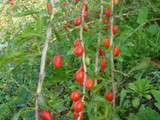 Baies de gojis en Bretagne