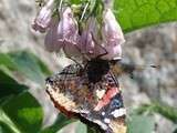 Biodiversité : mon article sur le blog au potager bio