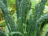 Chips de chou kale, le snack apéro santé