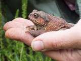 Crapaud : un autre auxiliaire dans mon jardin