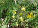 Critères de choix des variétés de tomates