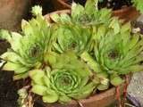 Joubarbe des toits  (sempervivum tectorum)