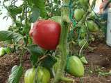 Variétés de tomates