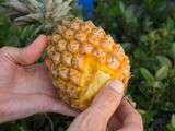 Snack pine, l’ananas pour les nuls